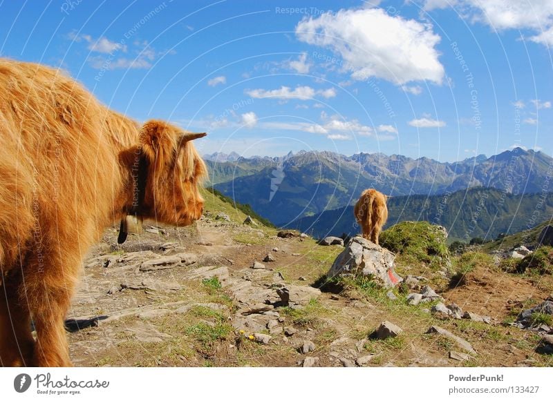 Muh cow in Allgäu Oberstdorf Kleinwalsertal Austria Cow Animal Brown Clouds Summer Hiking Mountaineering Playing Alps mountains August Stone Mountain hiking