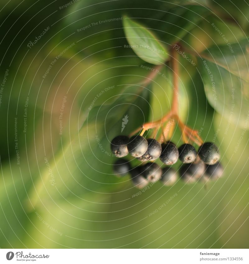 fine berries II Nature Autumn Plant Tree Garden Park Beautiful Fine Berries Part of the plant Leaf Pearl Elder Elderberry Twigs and branches Branch Autumnal