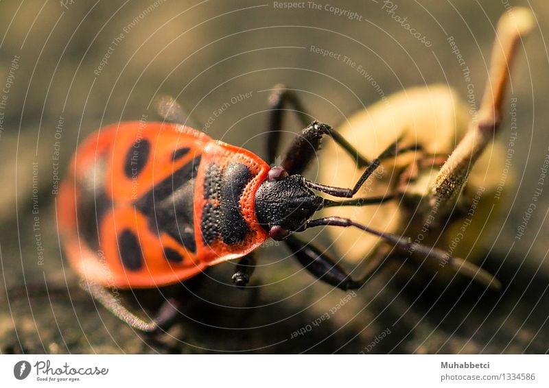 The firebug Nature Plant Animal Beetle Voracious Fire-colored beetle insect Feeler Colour photo Day