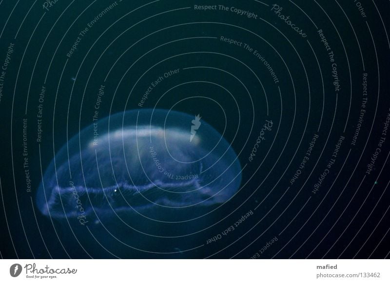 moon jellyfish Jellyfish Hover Ocean White Black aurelia aurita medusa nettle threads Water Blue Float in the water Isolated Image Dark background