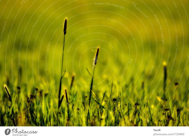 meadow Meadow Field Grass Blade of grass Flower meadow Green Grass green Spring Summer Sunlight Mood lighting Moody Physics Force Multicoloured Hope Calm