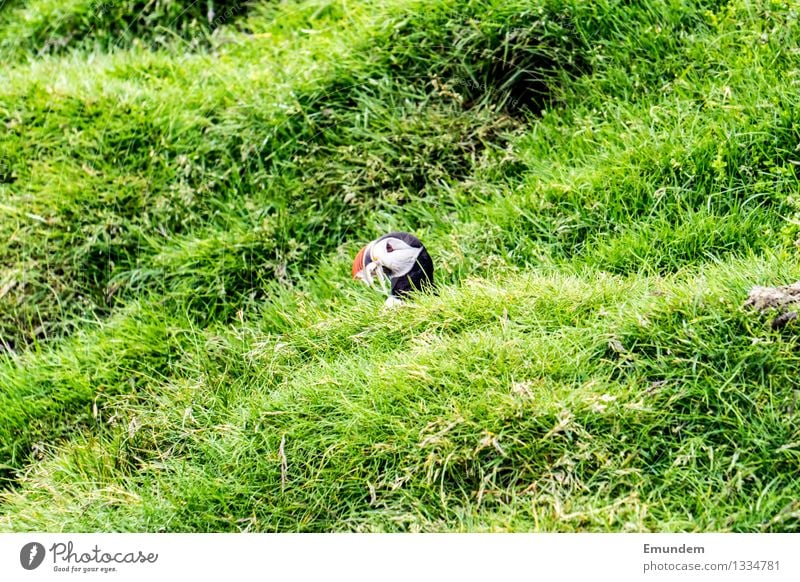 Puffin III Animal Wild animal Bird Animal face 1 Small Funny Cute Profile Colour photo Exterior shot Deserted Copy Space left Copy Space right Copy Space top