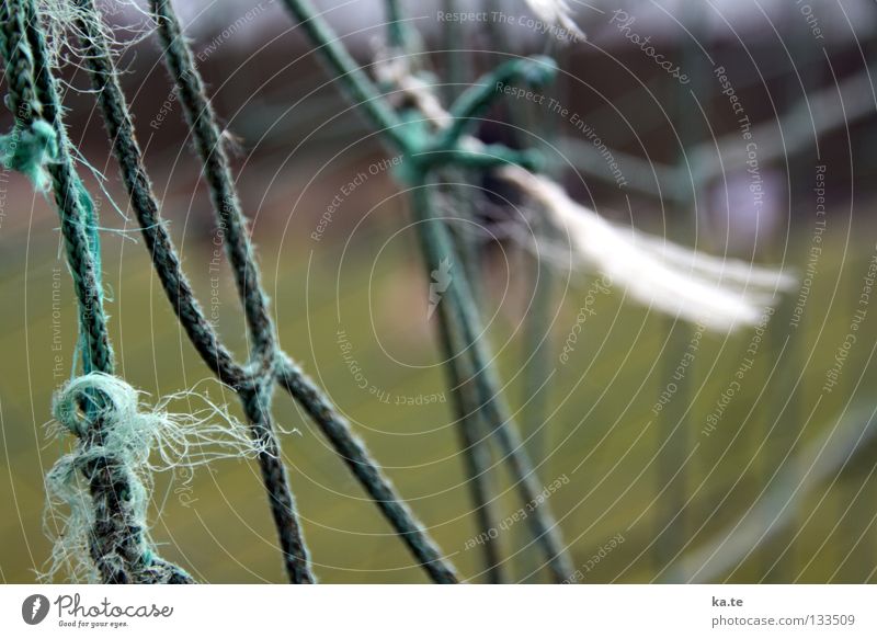 net Exterior shot Sporting grounds Football pitch Field Green String Grass Macro (Extreme close-up) Close-up Playing Leisure and hobbies Net Gate Soccer Knot