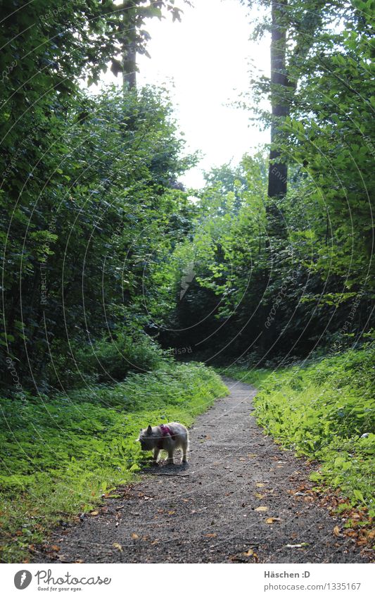 Come take a walk with me Art Nature Spring Summer Autumn Bad weather Plant Tree Grass Bushes Leaf Foliage plant Forest Animal Pet Dog 1 Breathe Observe