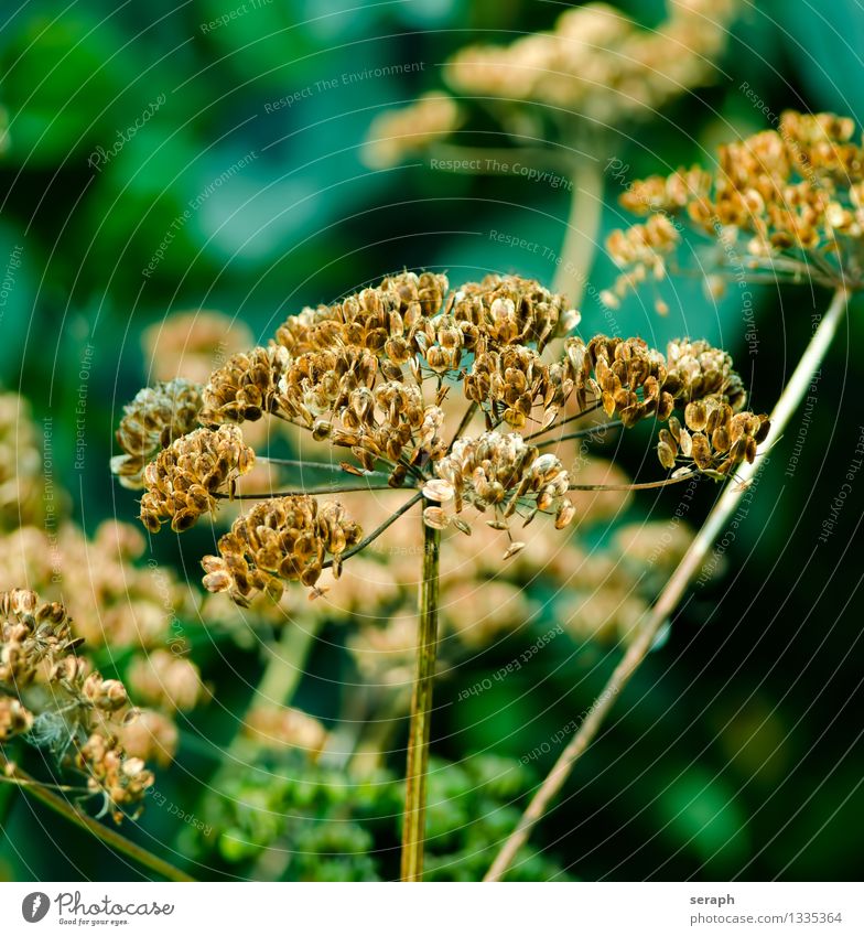 Aegopodium Blossom Plant Summer perennial Flower Aegopodium podagria Medicinal plant Garden Nature Seasons Close-up Seed Dry Dried ripe Leaf Accumulation