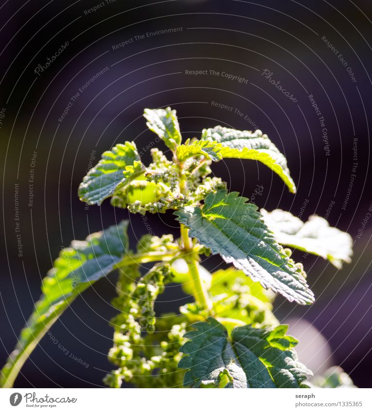 Stinging nettle annual antioxidant Aromatic Botany condiment Delicious Edible Plant foresting Healing Health care Herbs and spices Herbacious Herbaceous plants