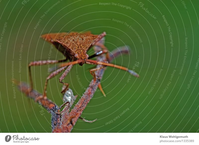 splits Environment Nature Animal Summer Autumn Beetle Animal face Squash bug 1 Observe Crouch Crawl Exotic Curiosity Brown Gray Green Red Exterior shot Close-up