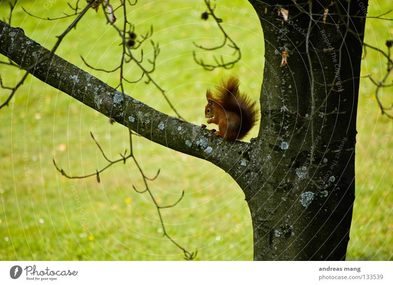 finally there are nuts again Squirrel Nut Spring Tree Meadow Animal Nutrition Grass Junction To enjoy Unobserved Watchfulness Mammal Food Branch eat Nature