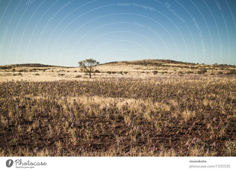 outback Tree Blue Yellow Australia Desert Outback Steppe Sparse Bleak Floor covering Hill Ground Earth sandy soil Vacation & Travel Colour photo Subdued colour