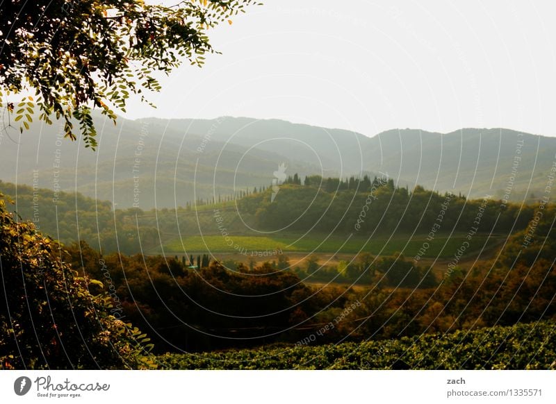 the morning after Environment Nature Landscape Sky Spring Summer Beautiful weather Plant Tree Cypress Meadow Field Forest Hill Italy Tuscany Green Chianti