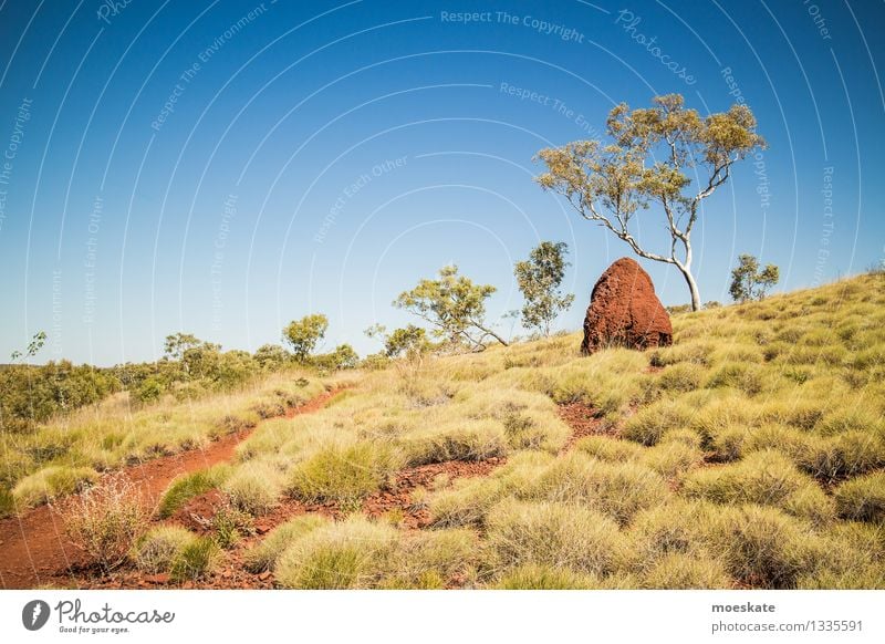 termite maze Environment Nature Landscape Plant Earth Sand Sky Cloudless sky Summer Beautiful weather Tree Grass Bushes Foliage plant Exotic Hill Desert Blue