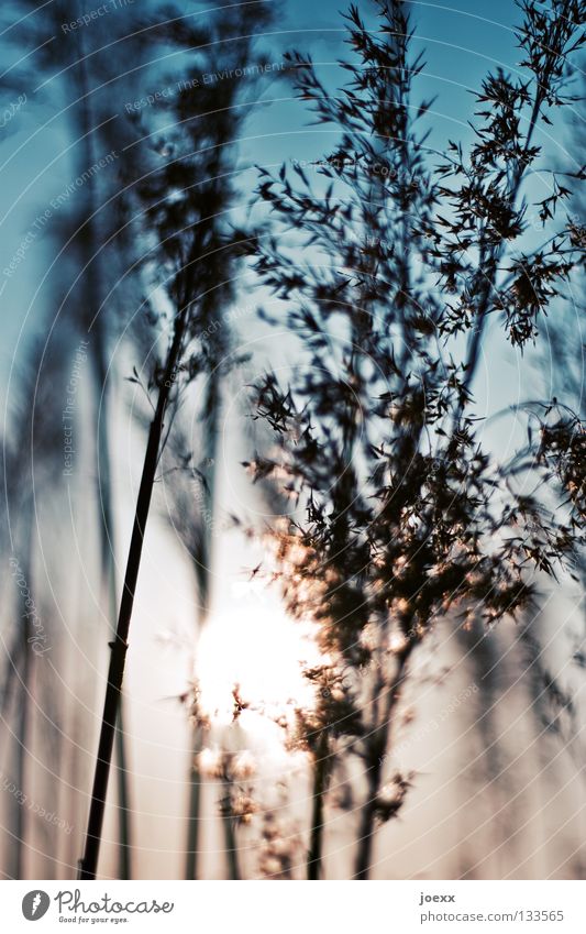 lakeshores Pampas grass Relaxation Easy Back-light Grass Ease Rustling Hissing Common Reed Summer Summery Sweet grass Dream Physics Soft Delicate Power Force