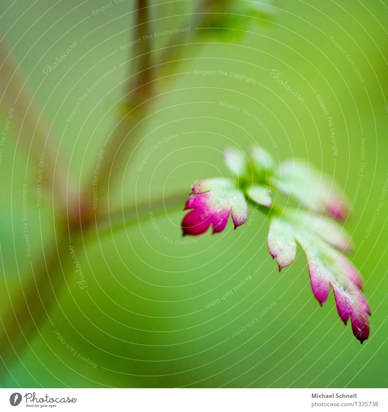 discolouration Environment Nature Plant Leaf Garden Beautiful Natural Green Red Discordant Colouring Reddish green Summer Colour photo Close-up Detail