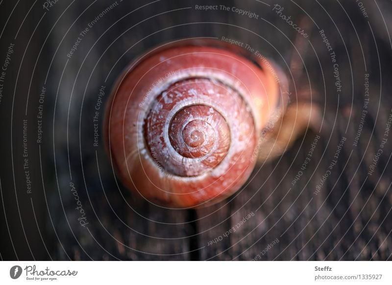 Snail spiral in summer light Crumpet Snail shell Spiral natural form Symmetry Proportional Warm light warm brown hues Brown tones natural symmetry symmetric