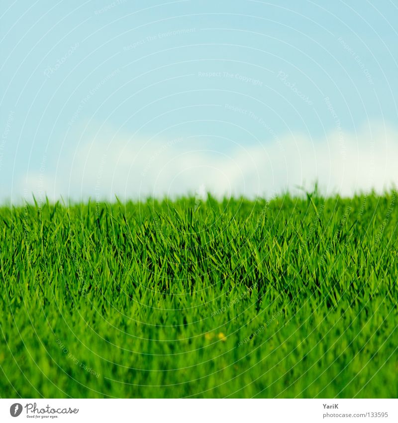 field green Meadow Field Grass Blade of grass Flower meadow Green Grass green Spring Summer Sunlight Mood lighting Moody Physics Force Multicoloured Hope Calm