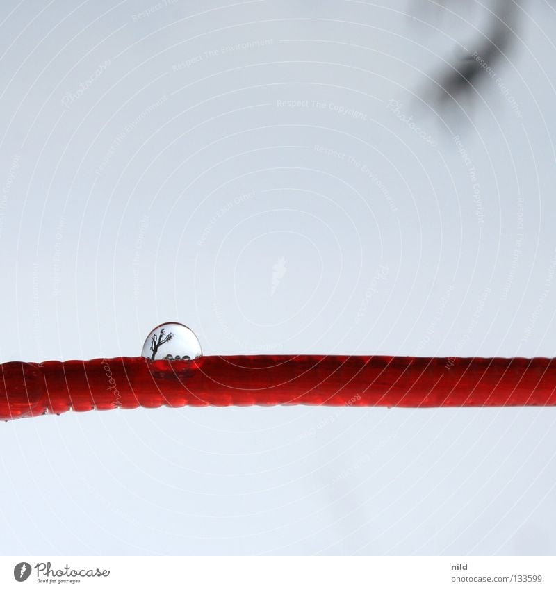 innovation_washing_line Clothesline Reflection Tree Red Macro (Extreme close-up) Close-up Water Blue lens effect Drops of water Sky Copy Space Diminutive