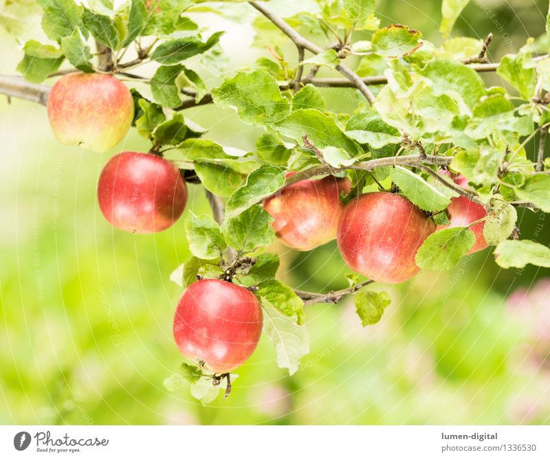 Apples hanging from the tree Food Fruit Nutrition Summer Garden Thanksgiving Agriculture Forestry Nature Autumn Tree Leaf Delicious Juicy Green Red August