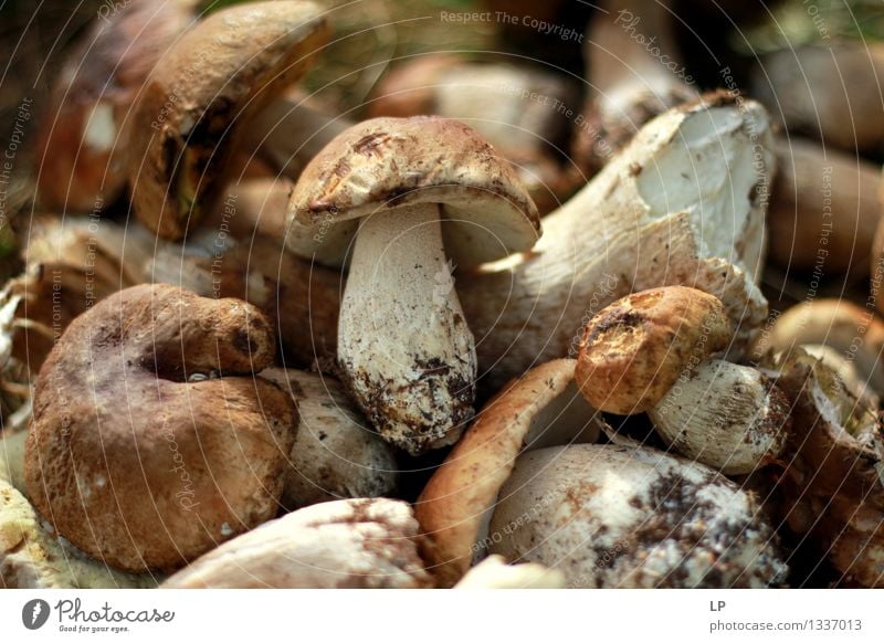 shrums 3 Food Vegetable Mushroom Boletus Lifestyle Healthy Wellness Leisure and hobbies Hiking Oktoberfest Thanksgiving Environment Nature Garden Firm Fresh