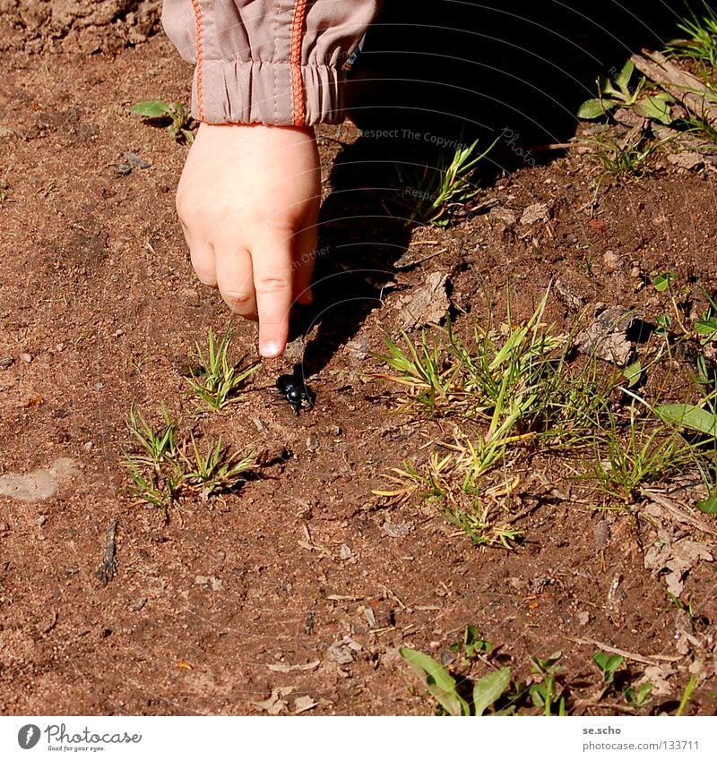 The Discovery Investigation Curiosity Observe Black Insect Summer's day Fingers Ask Nature Beetle Lanes & trails Signage What kind of a...?