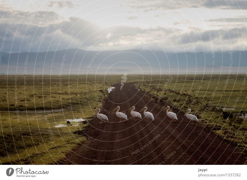 single file Animal Wild animal Bird Pelican Group of animals Calm Attachment Tansania Safari Goose step Traverse Cross Conduct Beak Colour photo Exterior shot