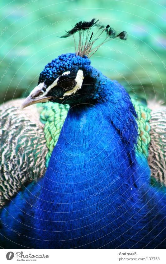 peacock Peacock Bird Animal Animal portrait Feather Beautiful Beak Multicoloured Pheasant Caged bird Characteristic Blue Bright Colours Ultramarine blue