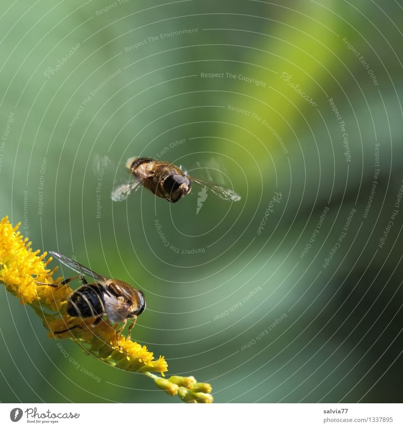 waiting loop Plant Animal Summer Flower Blossom Solidago canadensis Fly Wing Drone fly Insect 1 Blossoming Fragrance Flying Wait Small Yellow Green Movement