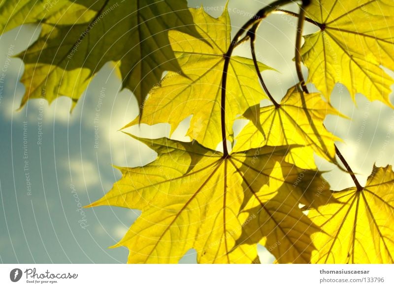 spring bustle Spring Green Yellow Fresh Leaf Emotions Tree Autumn Summer Maple tree Jump Sky Nature Bright Blue Branch Sun trees