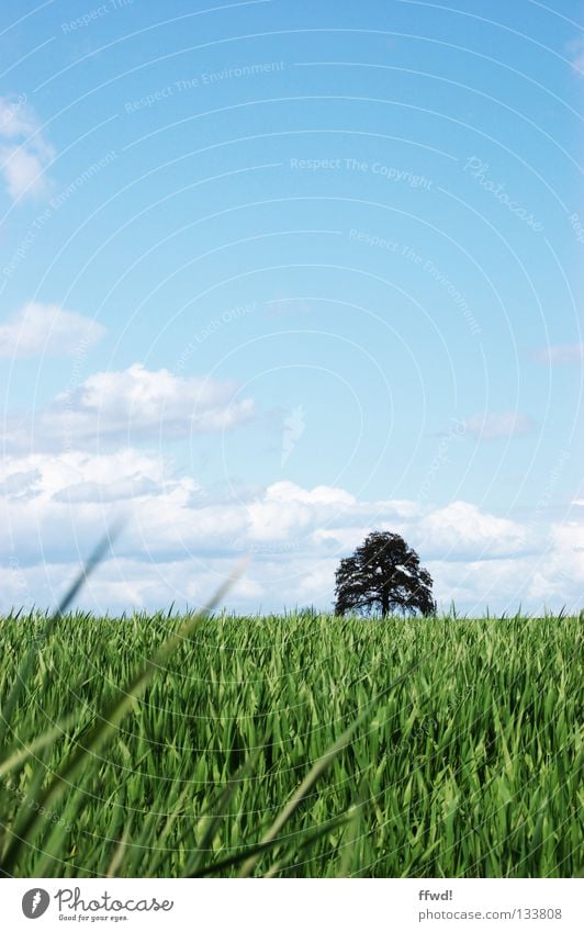 summer breeze Meadow Grass Blade of grass Field Agriculture Clouds Tree Spring Summer Calm Harmonious Fresh Light heartedness Easy Green Ease Sky Nature