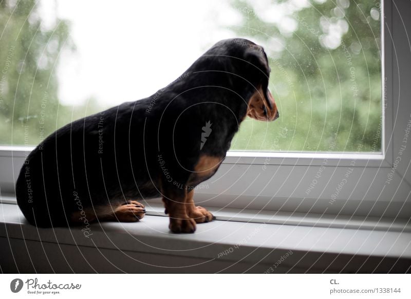 carlson at the window Living or residing Flat (apartment) Window Animal Pet Dog Dachshund 1 Window pane Sit Curiosity Cute Love of animals Colour photo