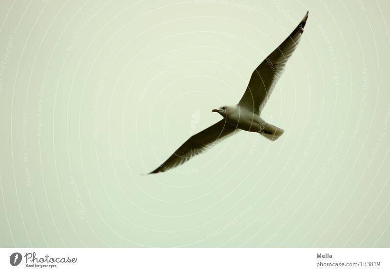 Fly, Jonathan! Environment Nature Animal Air Sky Bird Wing Seagull 1 Flying Free Natural Gray Freedom Colour photo Exterior shot Deserted Copy Space left Day