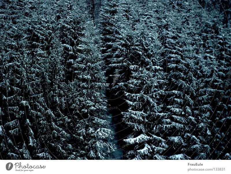 Tomorrow it'll snow for sure Colour photo Exterior shot Deserted Day Contrast Harmonious Winter Snow Nature Landscape Clouds Weather Storm Ice Frost Tree Meadow