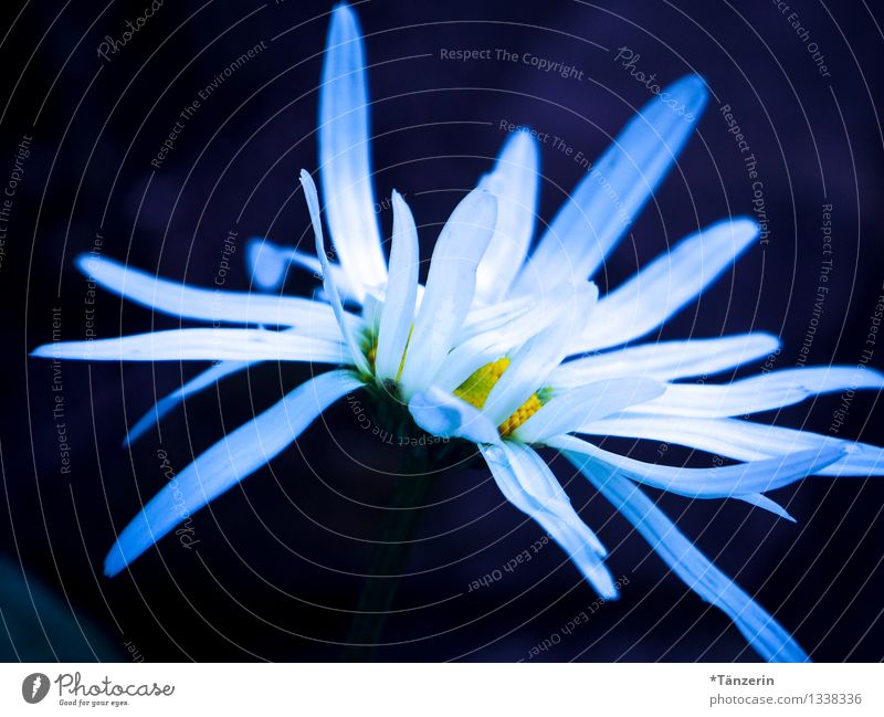 Drama Flowers Nature Plant Summer Blossom Marguerite Garden Esthetic Dark Beautiful Black White Exterior shot Close-up Deserted Twilight Contrast