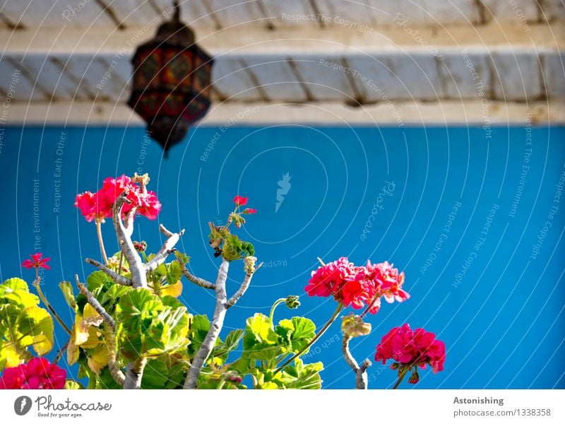 The colours of Morocco Art Environment Nature Plant Summer Flower Leaf Blossom Essaouira Town Hut Manmade structures Wall (barrier) Wall (building) Facade