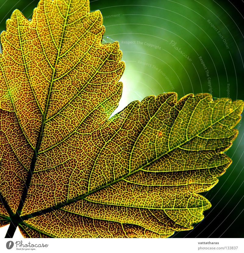 Green Leaf 2 Maple tree Nature Jump Design Macro (Extreme close-up) Close-up leaf God's colours