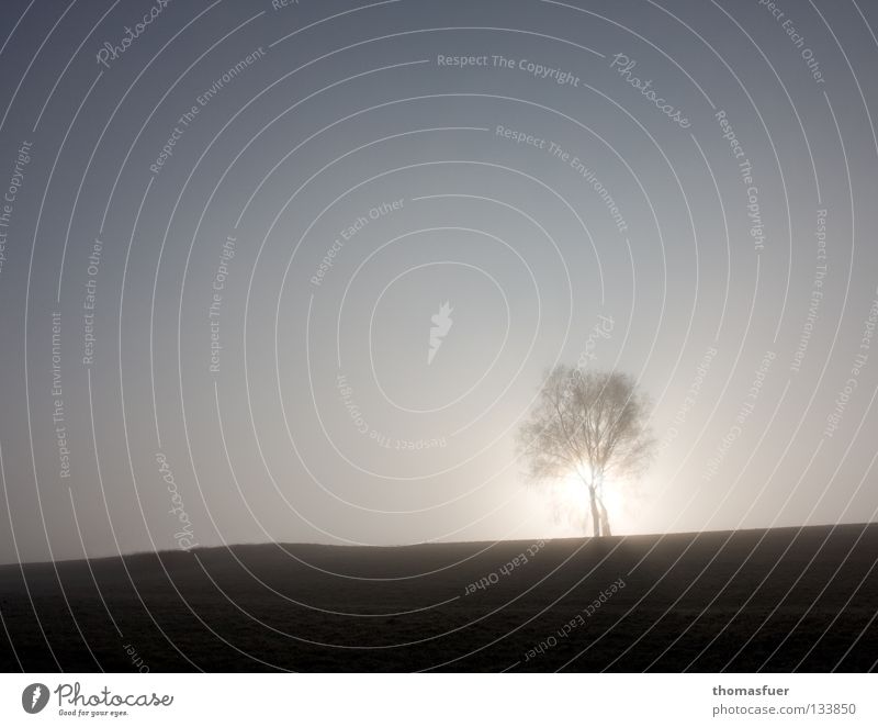 Tree solitary on open field in back light Field Sunset Loneliness Lighting Vertical Calm Back-light Autumn February pretty Sky glow Contrast