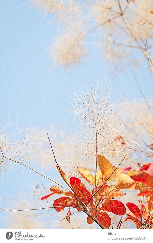 a bunch of autumn Garden Gardening Work of art Nature Sky Autumn Beautiful weather Plant Tree Bushes Warmth Blue Orange Moody Happy Transience Change Time Leaf