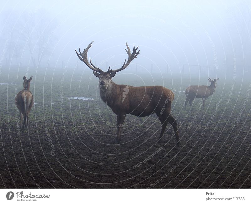 beck motif-16 Deer Fog Autumn Rutting season