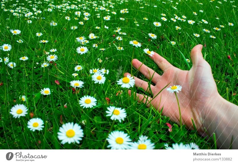 freedom Summer Spring May April Beautiful weather Meadow Grass Green Daisy Flower Flower meadow Hand Fingers Wide angle Relaxation Closing time Weekend