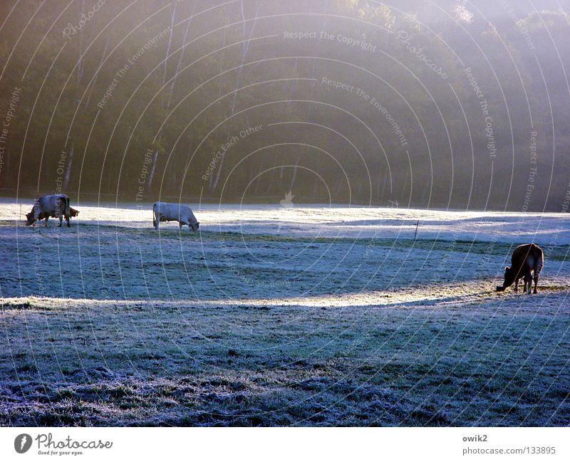 Cold kitchen Winter Snow Environment Nature Landscape Plant Animal Fog Ice Frost Grass Meadow Farm animal Cow Cattle Cattle farming 3 To feed Feeding To enjoy