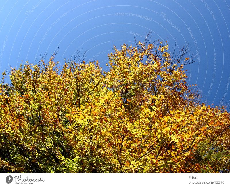 cymbal motif-12 Autumn Leaf Tree Moody