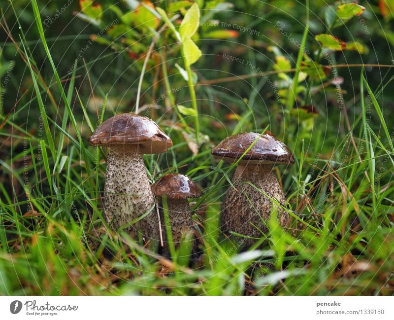 three guys like us! Nature Elements Earth Autumn Grass Bushes Meadow Sign Athletic Authentic Friendliness Together Glittering Beautiful Muscular Strong Brown