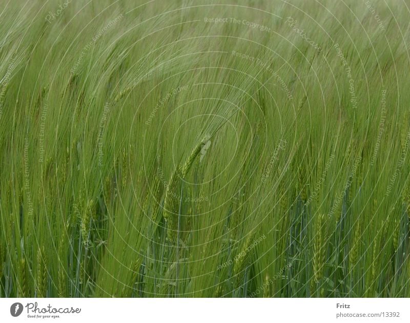 too much of it Cornfield Green Field Spring Ear of corn