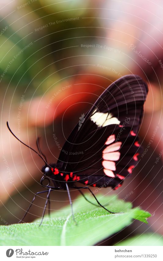 autumn colours Nature Plant Animal Spring Summer Beautiful weather Tree Leaf Garden Park Meadow Wild animal Butterfly Animal face Wing 1 Observe Relaxation