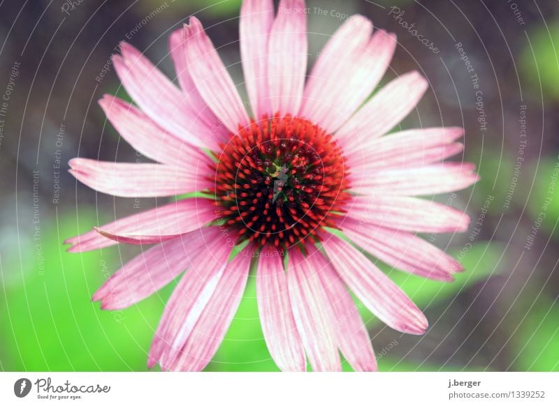 blossom Nature Plant Blossom Wild plant Exotic Blossoming Green Pink Red flower macro Colour photo Exterior shot Close-up Detail Macro (Extreme close-up)