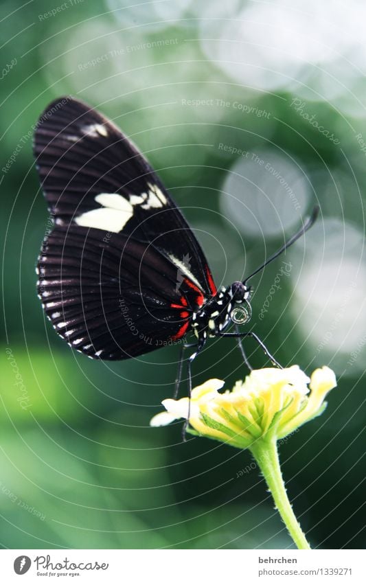 In the spotlight Nature Plant Animal Spring Summer Beautiful weather Flower Leaf Blossom Wild plant Garden Park Meadow Wild animal Butterfly Wing 1 Fragrance