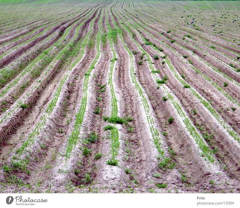 furrow Field Spring Furrow Earth