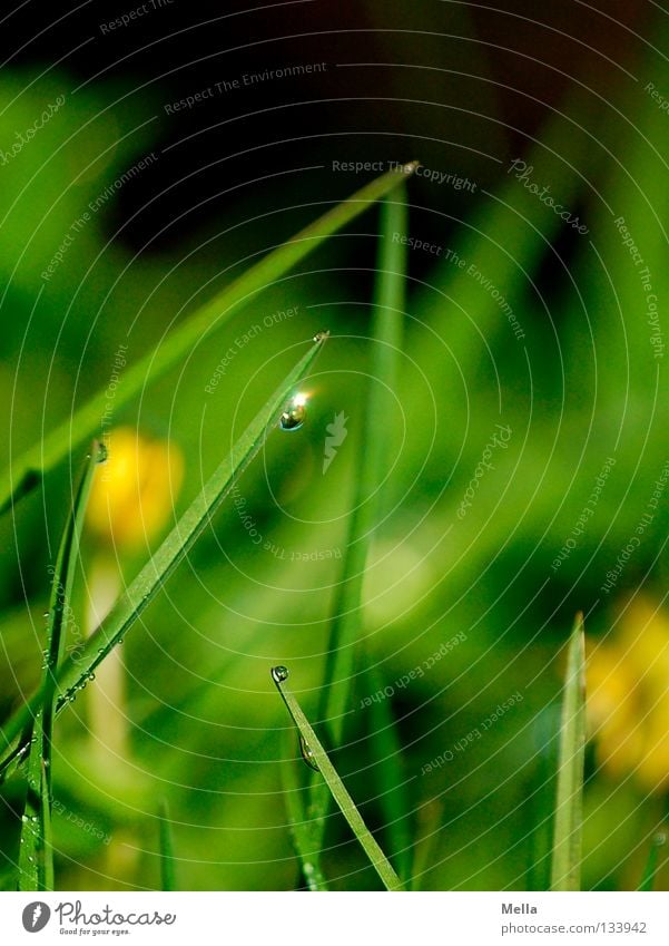 glitter drops Glittering Glimmer Grass Meadow Blade of grass Hang Morning Green Spring Fairy tale Dwarf Miniature Small Macro (Extreme close-up) Close-up Rope