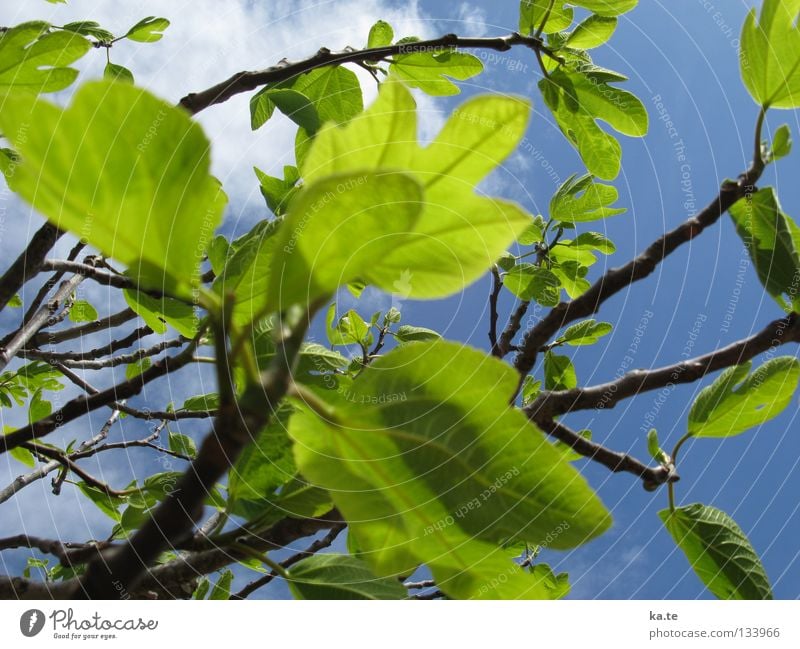 it greenens so greenly Tree Leaf Fresh Green Spring Majorca Almond tree Almond blossom Sprout Exterior shot Growth Breath Breathe Maturing time Clouds