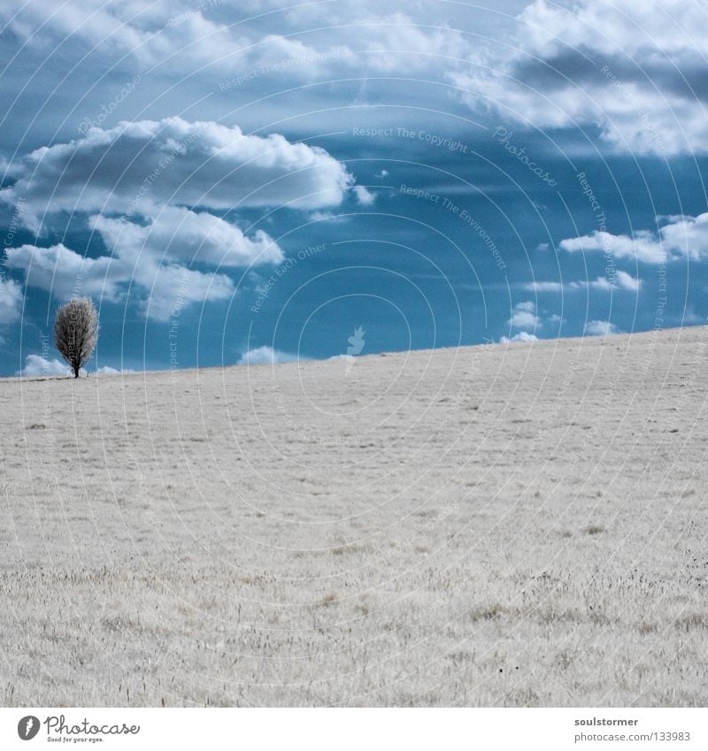 lonely ... -|- Infrared time's started! Tree Passenger train Clouds Infrared color Exceptional Snowscape Loneliness White Hill Calm Relaxation Meadow Grass