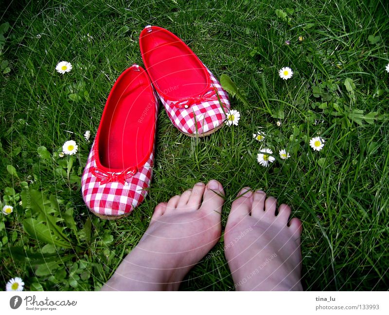 spring shoe Spring Fresh Meadow Grass Green Daisy Grass green Flower Footwear Red Checkered Summer Summery White Toes Barefoot Blade of grass Dandelion